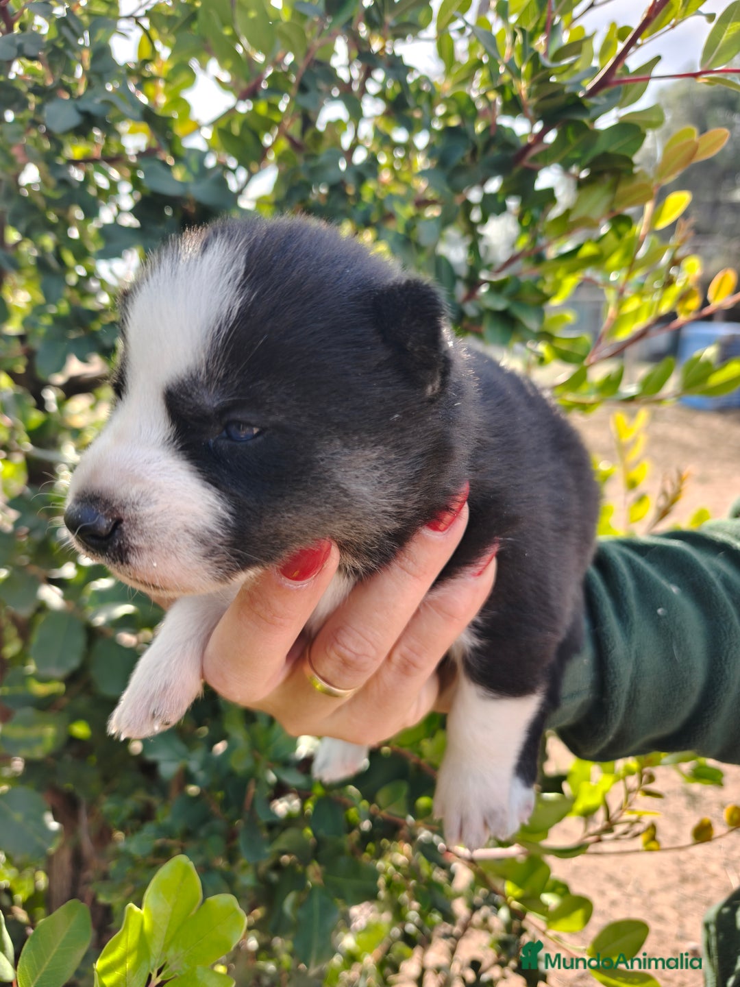 Husky Siberiano perros en venta: Husky SIBERIANO Macho y Hembra  - Anuncio 8