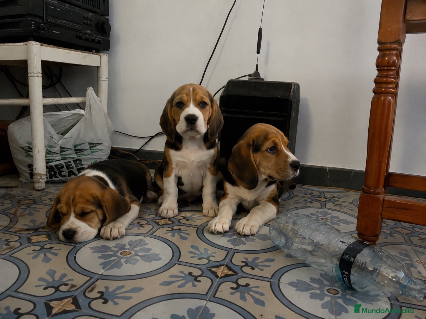 Beagle perros BEAGLE MINIATURA - AMERICANO  - Anuncio 1