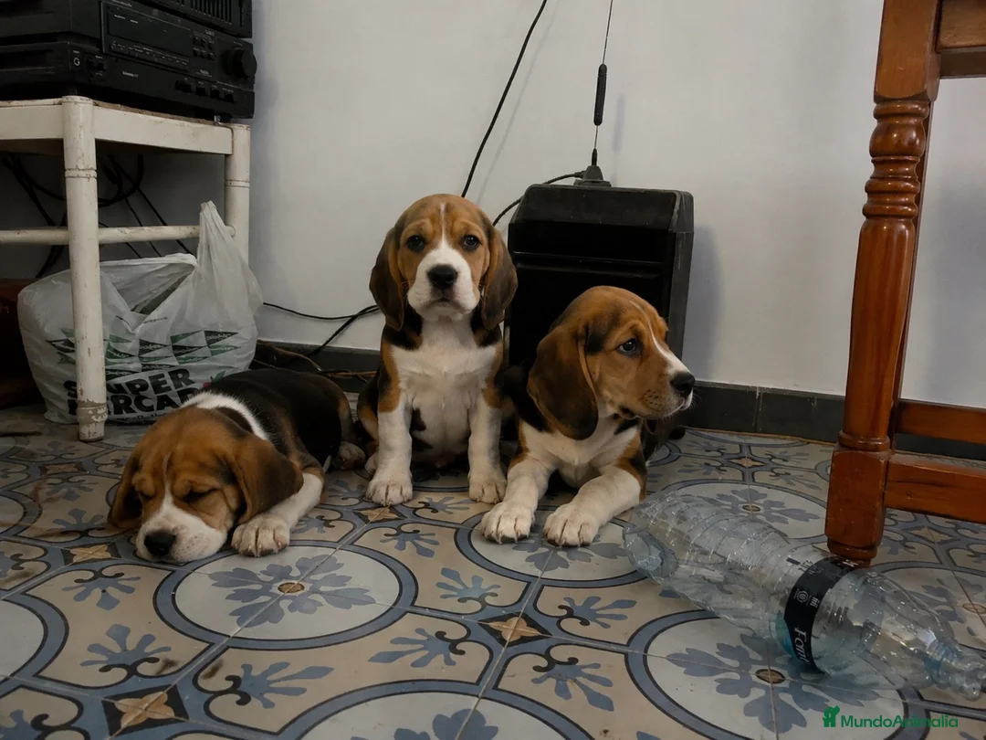 Beagle perros en venta: BEAGLE MINIATURA - AMERICANO  - Anuncio 1