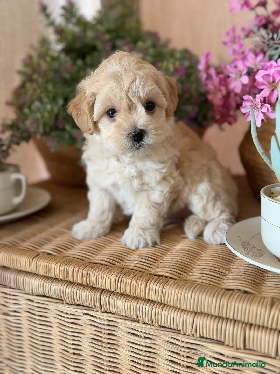Maltipoo perros en venta: Maltipoo Hembra muy bonita !!!! - Anuncio 5