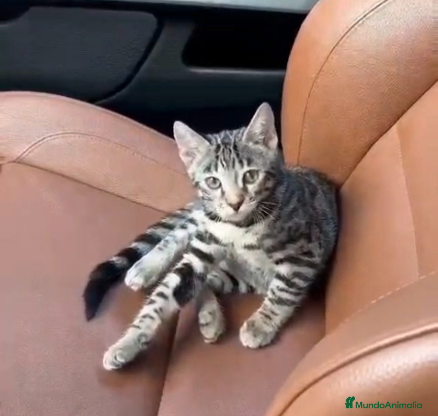 Bengalí gatos Bengalí  - Anuncio 2