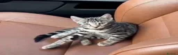 Bengalí gatos en venta: Bengalí  - Anuncio 1