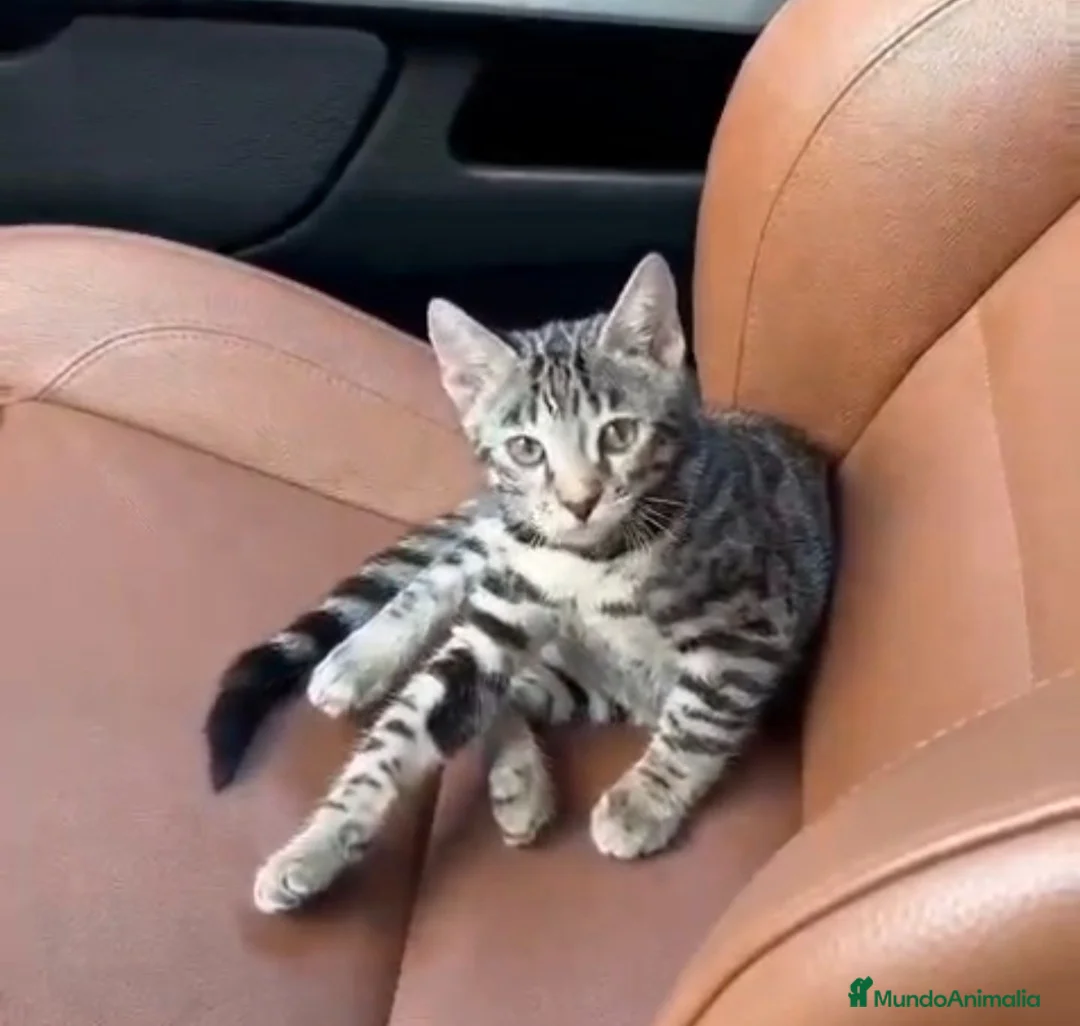 Bengalí gatos en venta: Bengalí  - Anuncio 1