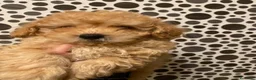 Caniche Toy perros en venta: Precioso caniche toy en Madrid - Anuncio 8
