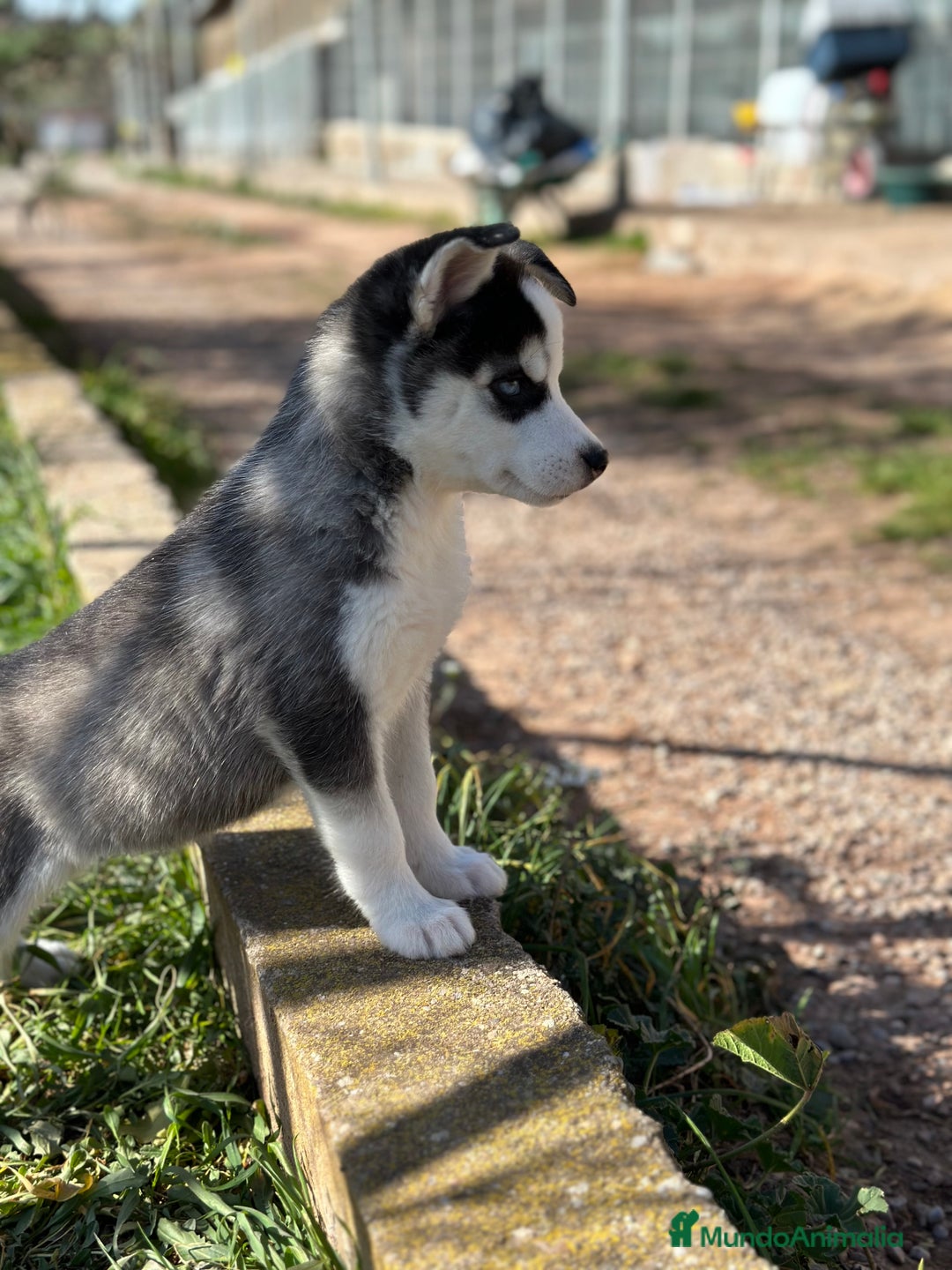 Husky Siberiano perros en venta: HUSKY NEGRO OJOS AZULES en Barcelona - Imagen 1
