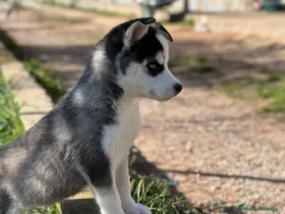 Husky Siberiano perros HUSKY NEGRO OJOS AZULES en Barcelona - Anuncio 9