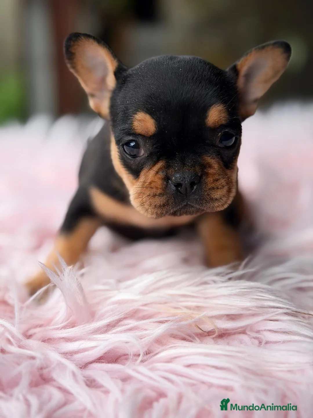 Bulldog Francés perros en venta: BULLDOG FRANCÉS BLACK AND TAN - Anuncio 2