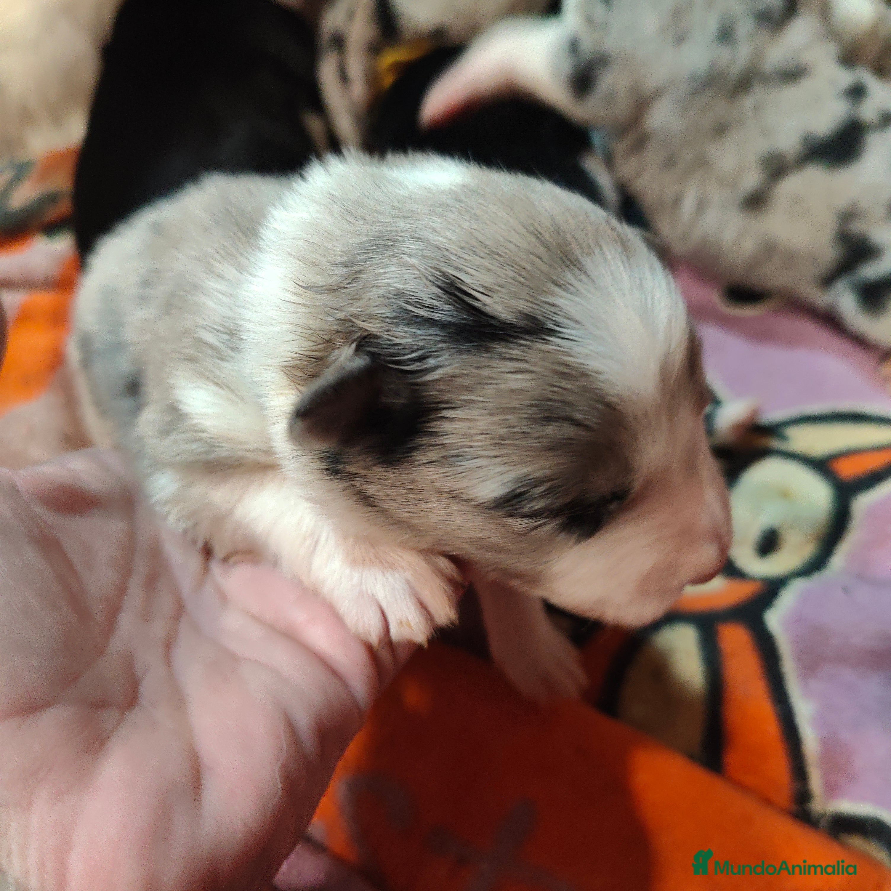 Border Collie perros Border Collie Blue Merle disponibles - Anuncio 1