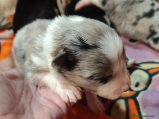 Border Collie perros Border Collie Blue Merle disponibles - Anuncio 1