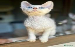 Devon Rex gatos en venta: Devon rex - Imagen 8