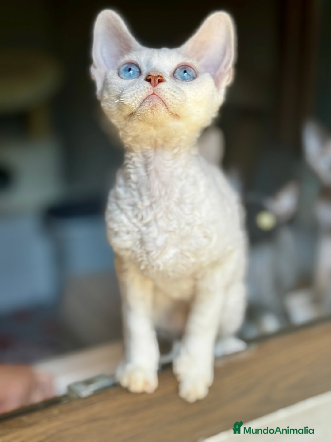 Devon Rex gatos en venta: Devon rex - Imagen 8
