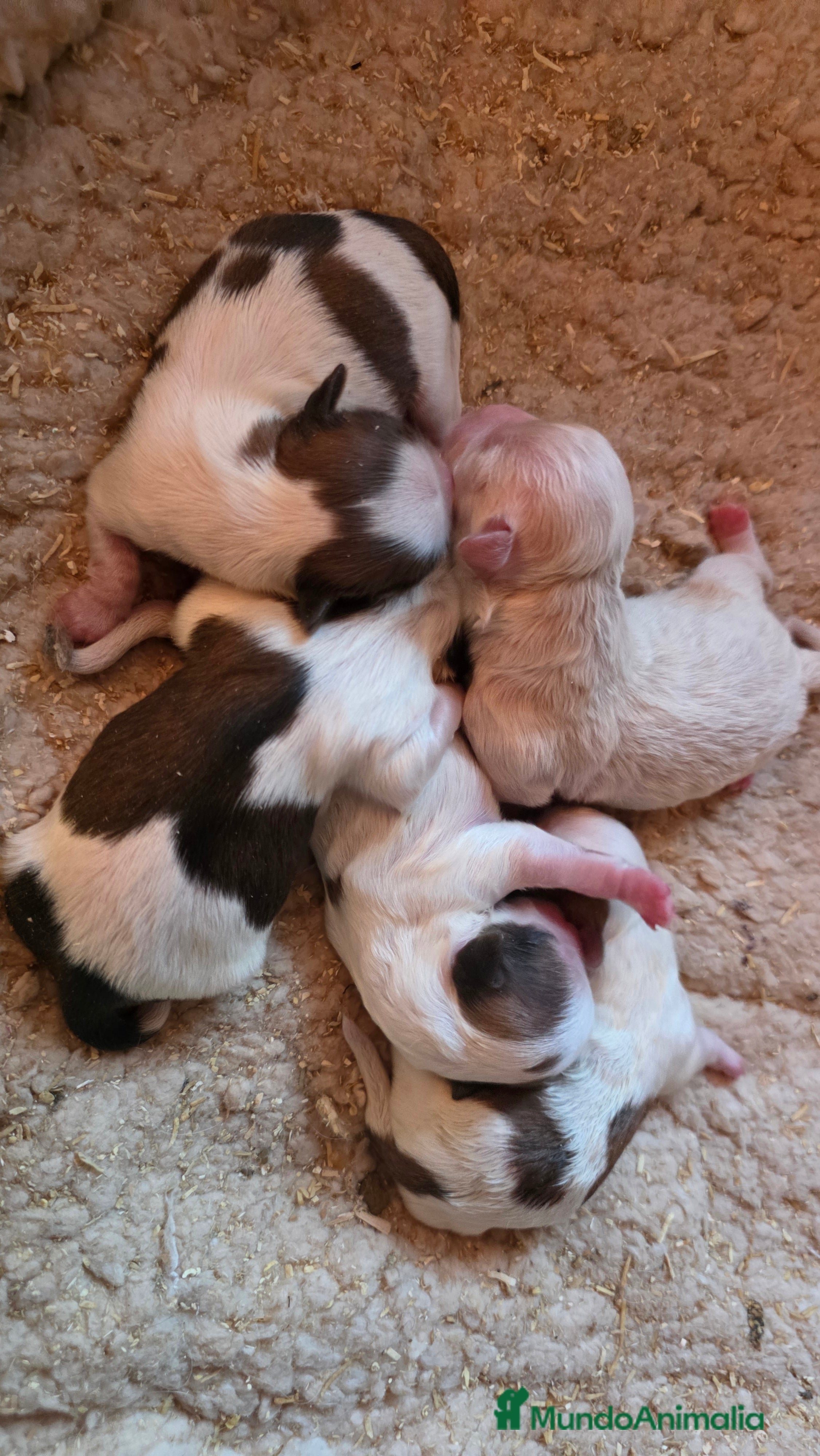 Shih Tzu perros Shiht-zu hembras y machos  - Anuncio 7