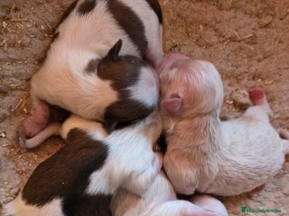 Shih Tzu perros Shiht-zu hembras y machos - Anuncio 1