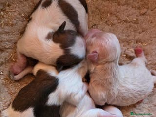 Shih Tzu perros Shiht-zu hembras y machos - Anuncio 13