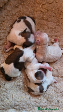 Shih Tzu perros Shiht-zu hembras y machos - Anuncio 1