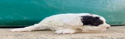 Perro de Agua Español perros en venta: Perro de Agua Español - Anuncio 4