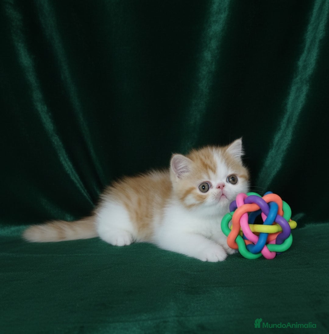 Exótico de Pelo Corto gatos en venta: 🐯 EXOTIC SHORTHAIR RED TABBY & WHITE - Imagen 9