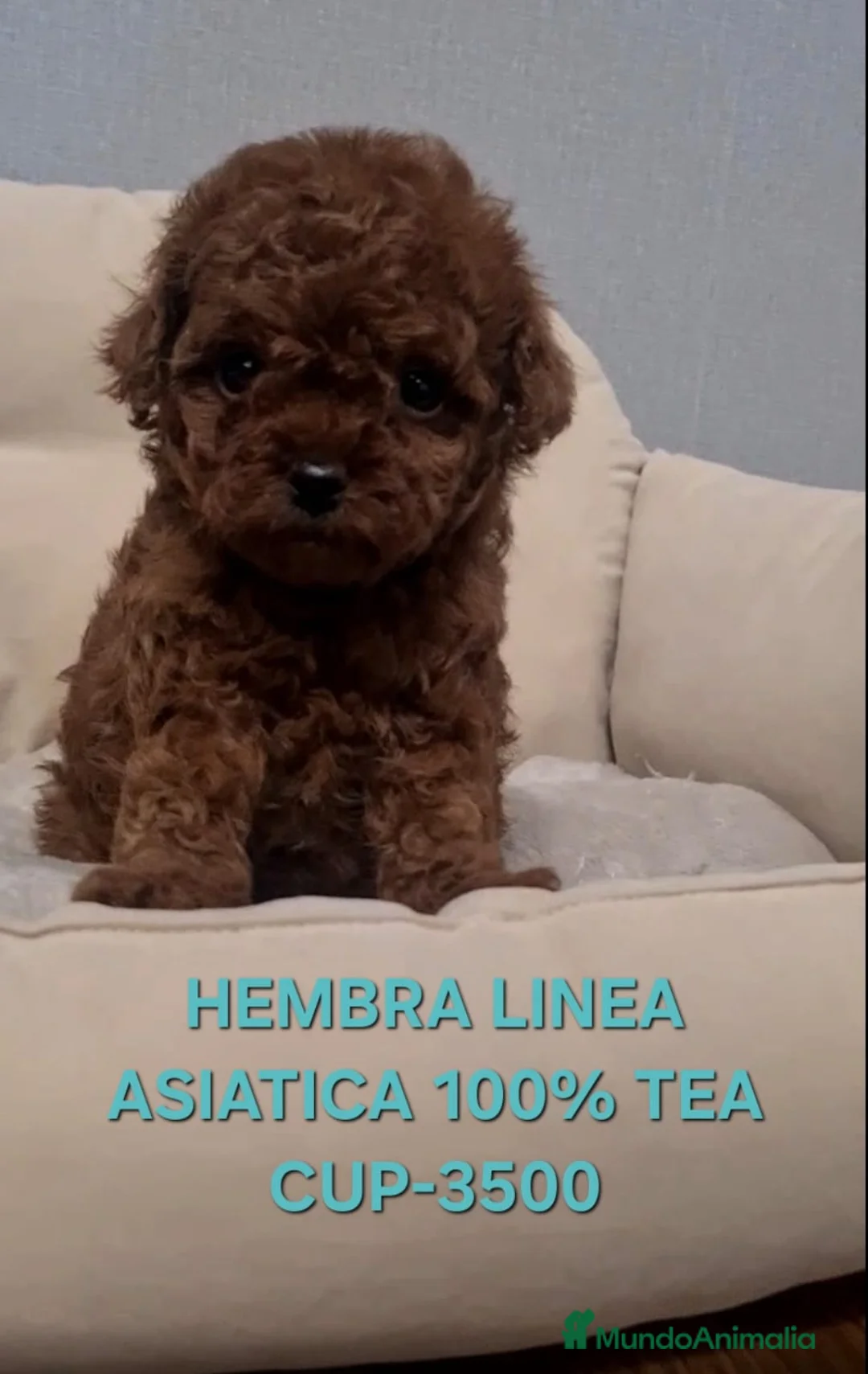 Caniche Toy perros en venta: Cachorros caniche toy - Anuncio 2