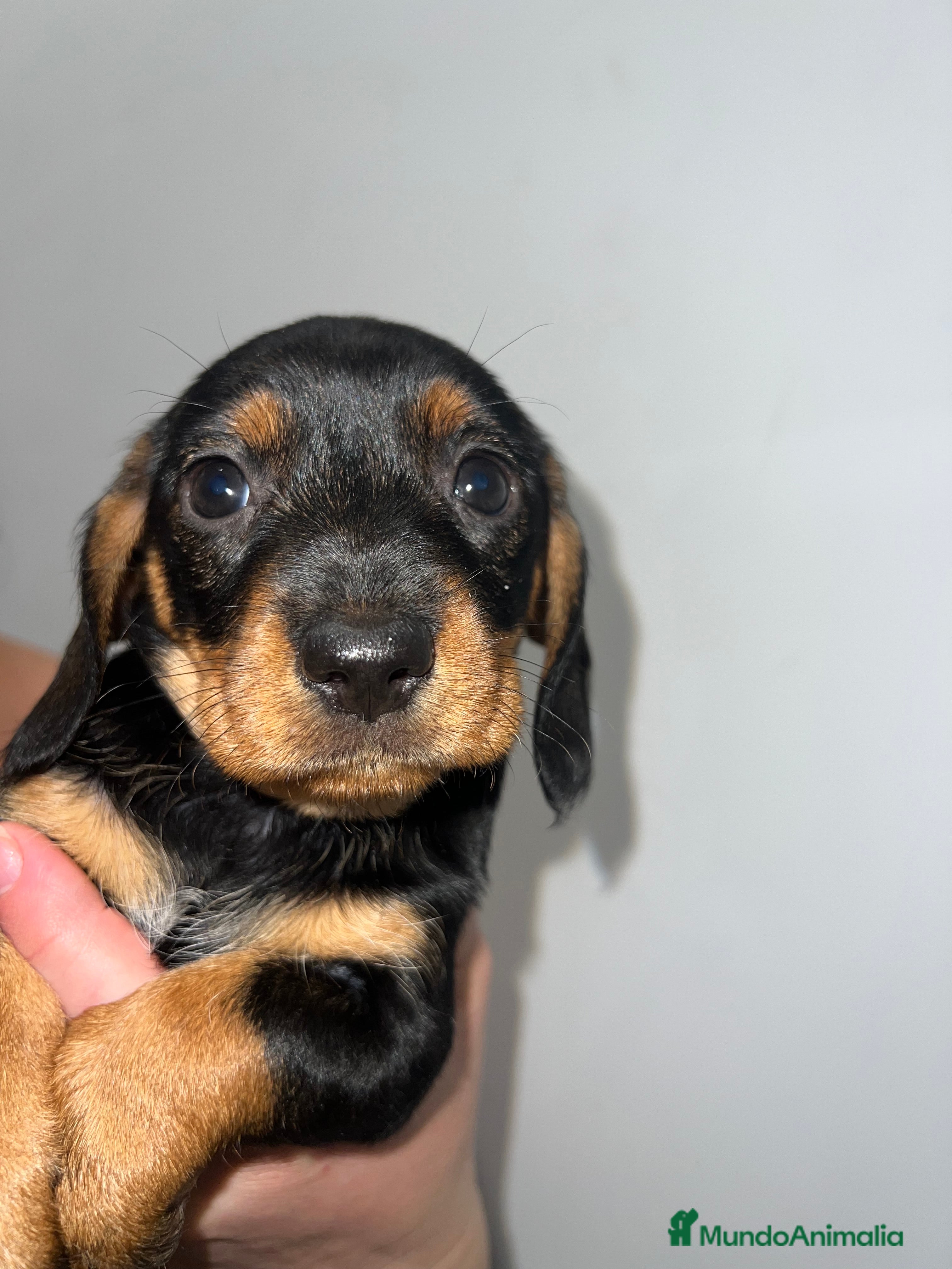 Teckel perros TECKEL HEMBRA DISPONIBLE 💖 - Anuncio 12