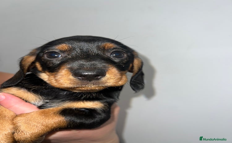 Teckel perros TECKEL HEMBRA DISPONIBLE 💖 - Anuncio 1