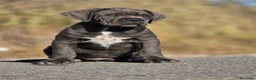Cane Corso perros en venta: Cachorros de Cane Corso - Anuncio 3