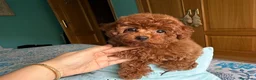 Caniche Toy perros en venta: Caniche toy excelente cachorrito !!! - Anuncio 4