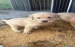 Labrador Retriever perros en venta: Labrador retriever  - Imagen 1