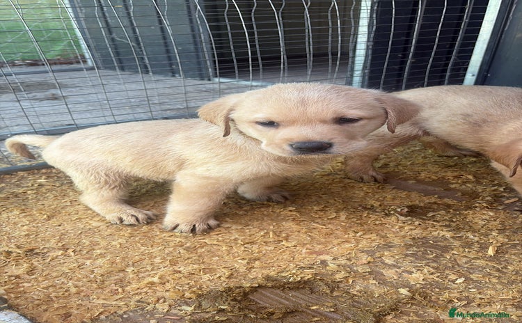 Labrador Retriever perros - Anuncio 1
