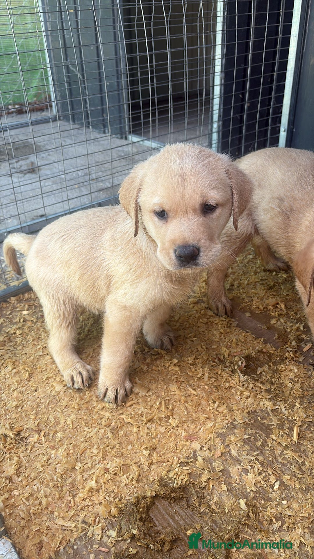 Labrador Retriever perros en venta: Labrador retriever  - Imagen 1