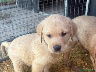 Labrador Retriever perros - Anuncio 2
