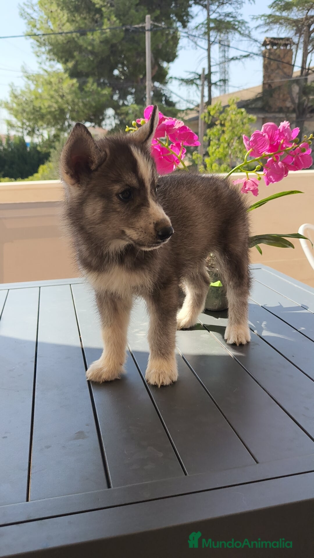Husky Siberiano perros en venta: Husky siberiano ♀️♂️ - Imagen 6