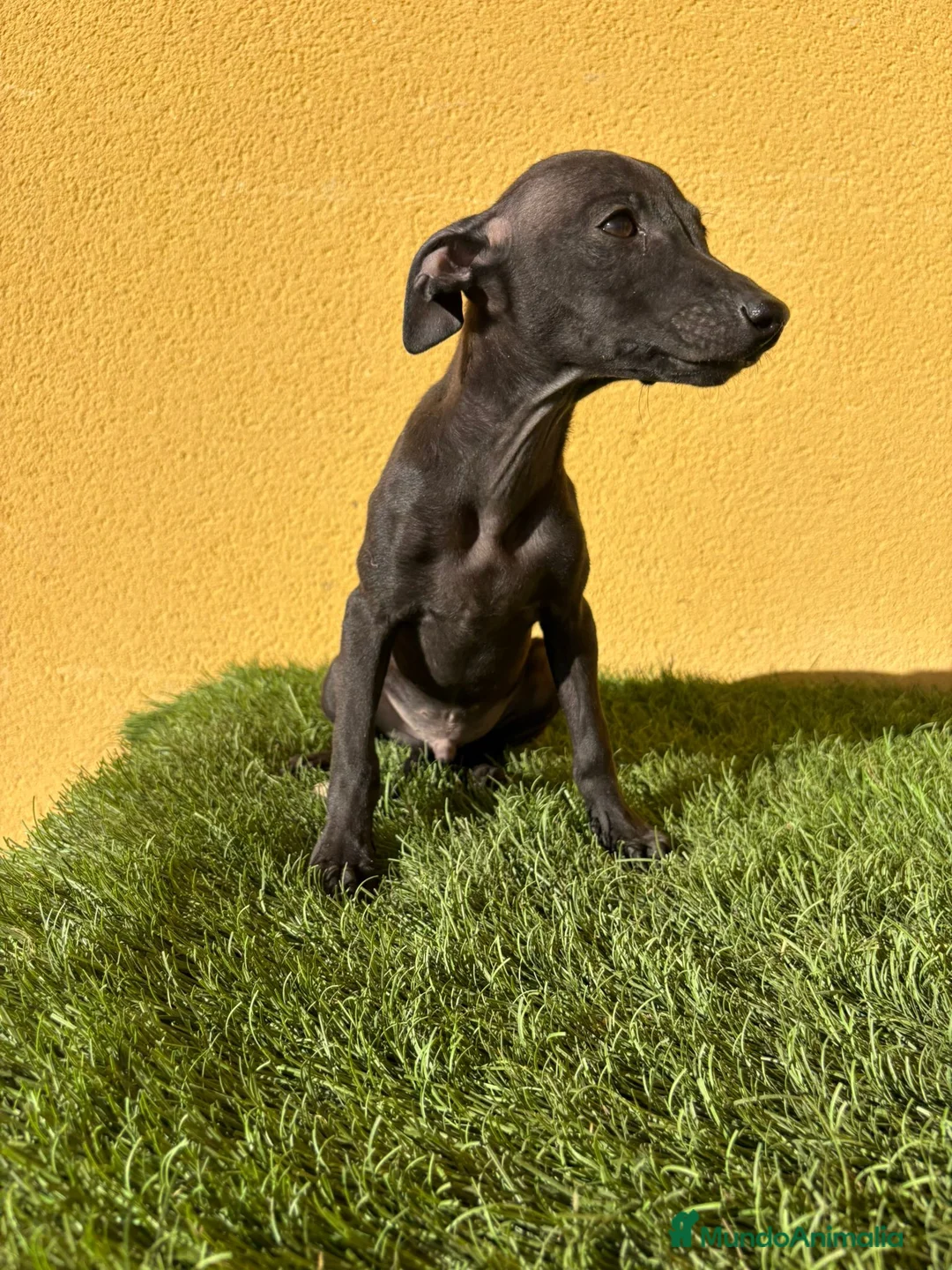 Pequeño Lebrel Italiano perros en venta: piccolo lebrel italiano galgito - Anuncio 6
