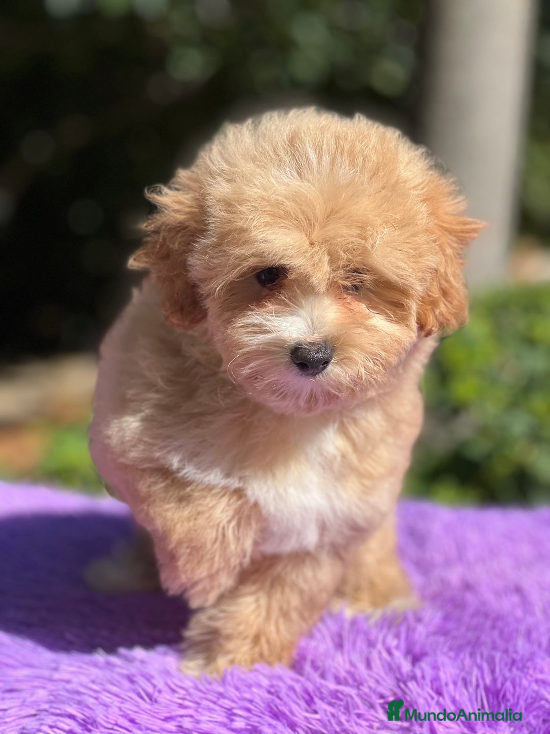 Maltipoo perros en venta: Maltipoo hembra  - Imagen 5