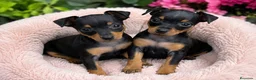 Pinscher Miniatura perros en venta: Preciosos Mini Pinscher negro fuego 🤎🖤 - Anuncio 1