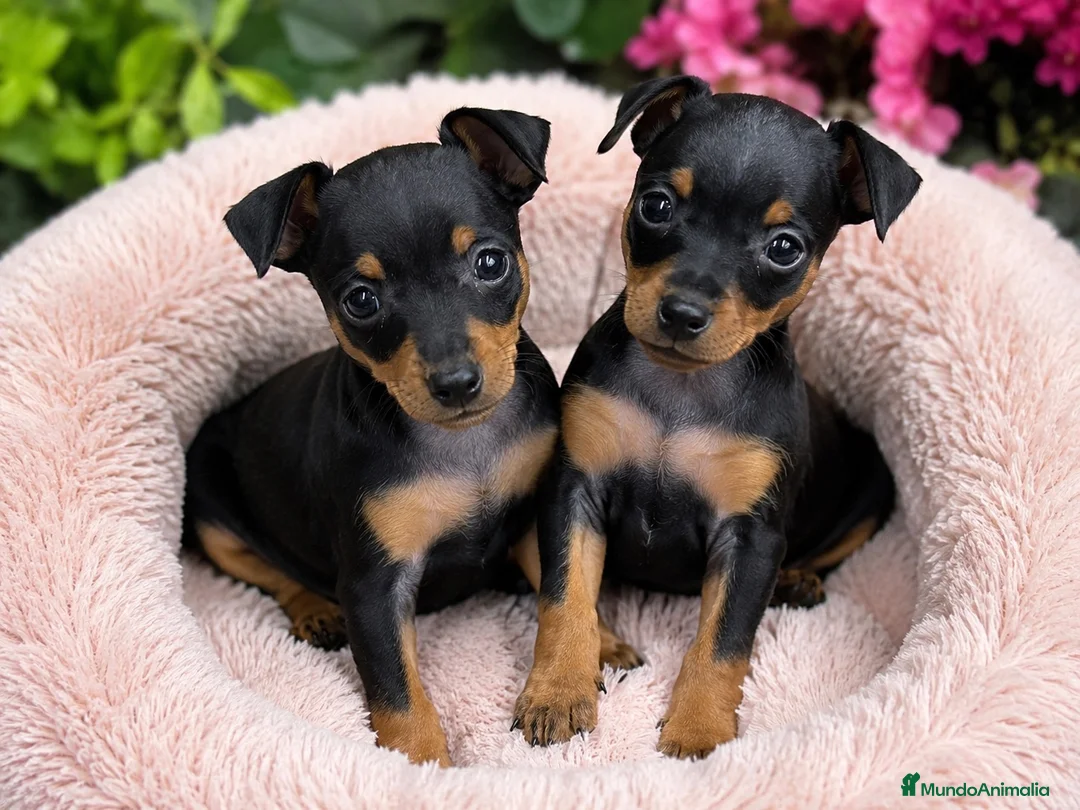 Pinscher Miniatura perros en venta: Preciosos Mini Pinscher negro fuego 🤎🖤 - Anuncio 1