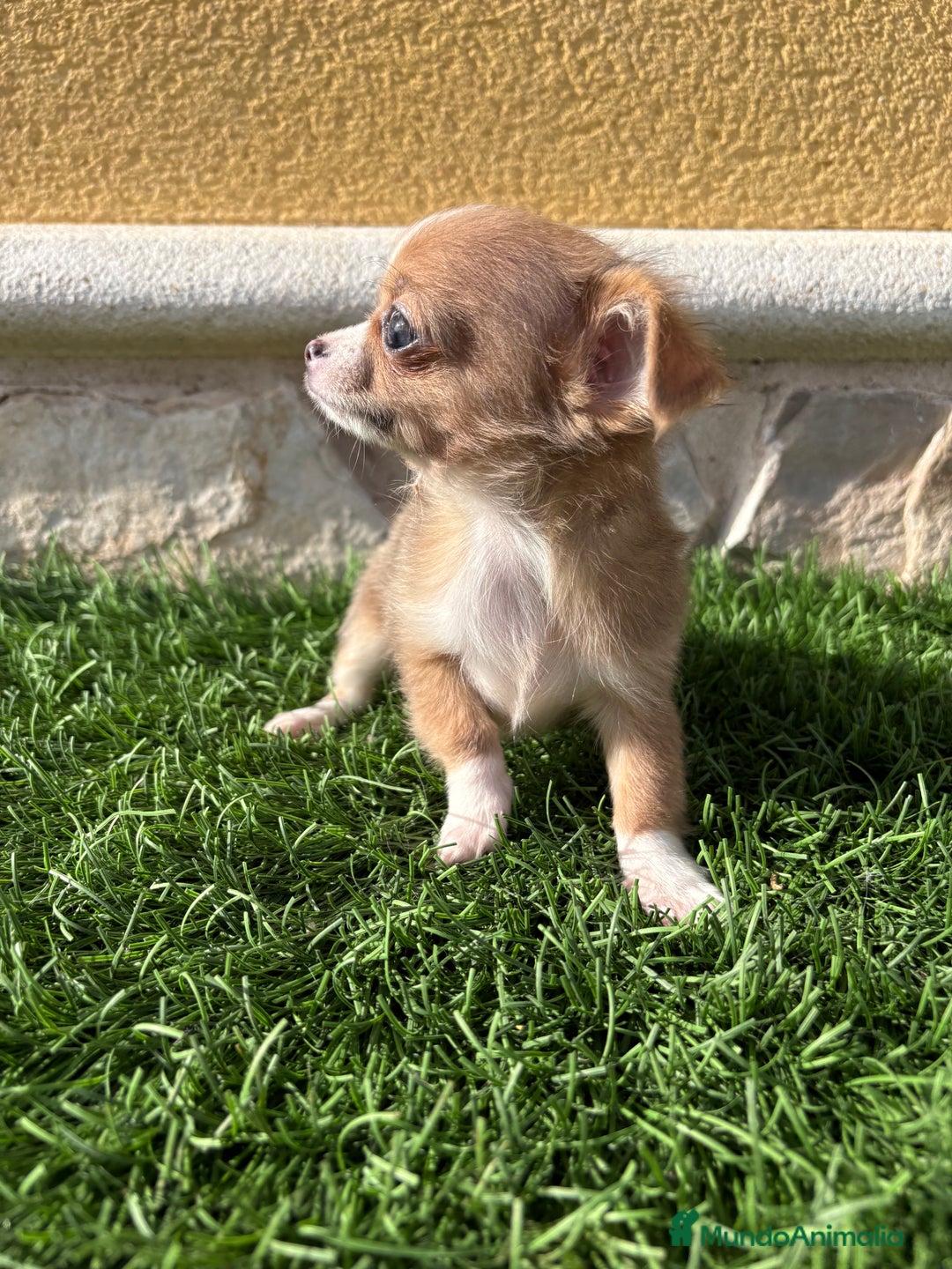 Chihuahua perros en venta: Chihuahua mini Toy pelo largo chocolate - Anuncio 9