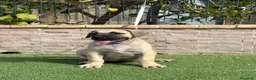 Presa Canario perros en venta: Cachorro presa canario  - Anuncio 3