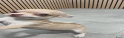 Chihuahua perros en venta: Chihuahua Toy  - Anuncio 10