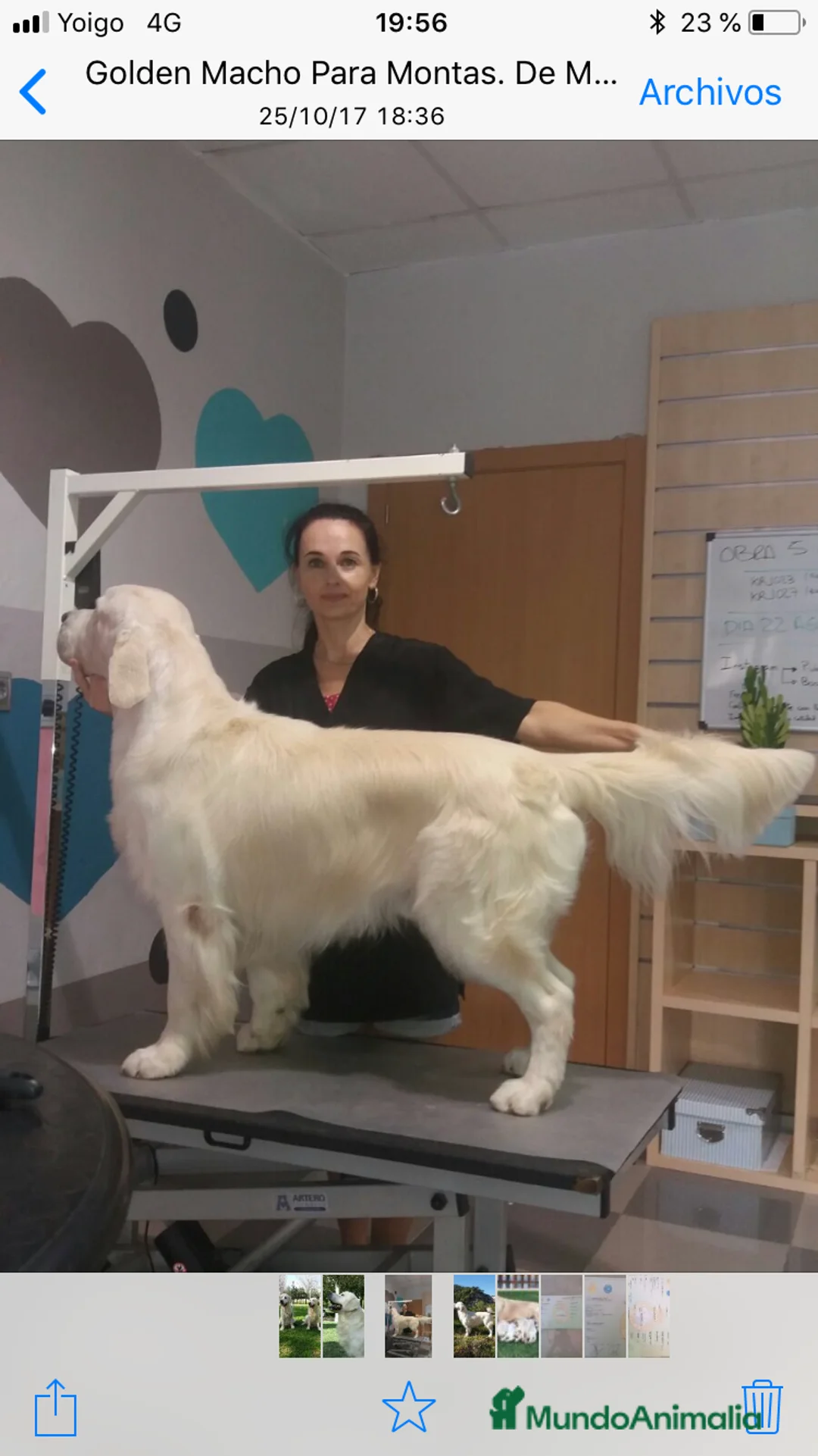 Golden Retriever perros en venta: Cachorros golden retriever   - Anuncio 14