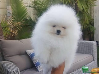 Pomerania perros en Badajoz - Anuncio 13