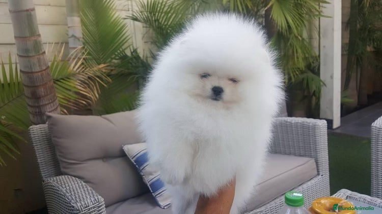 Pomerania perros en Badajoz - Anuncio 13