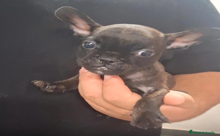 Bulldog Francés perros - Anuncio 15
