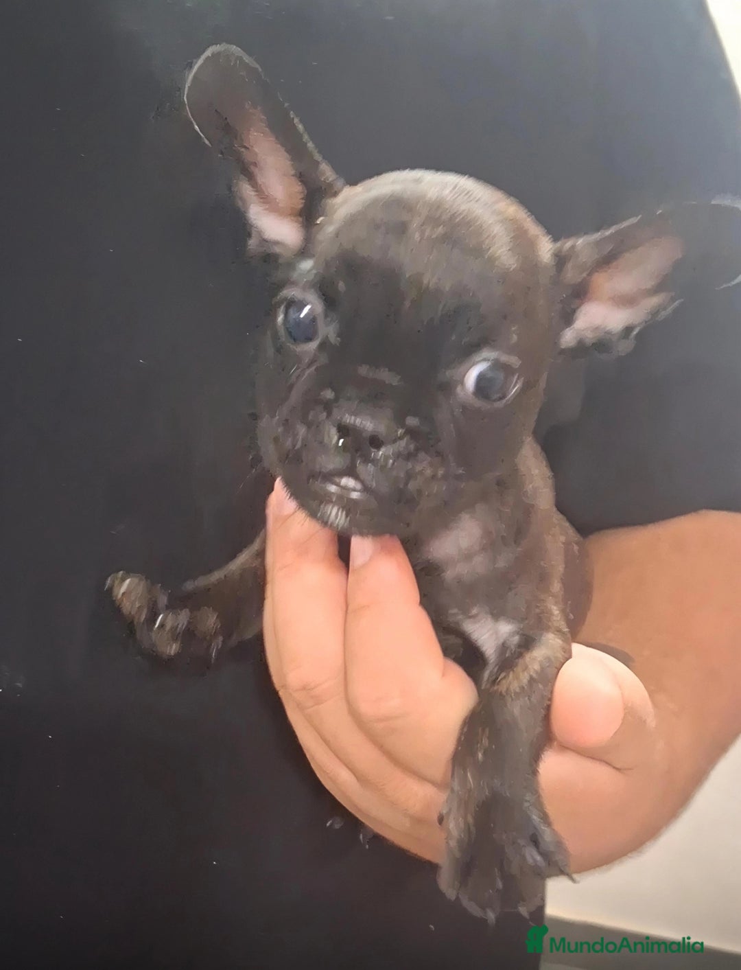 Bulldog Francés perros en venta: 🌟ECONOMICO🌟ÚLTIMO MACHITO🌟 - Imagen 1