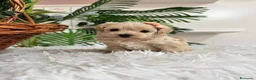 Maltipoo perros en venta: MALTIPOO HEMBRA - Anuncio 3