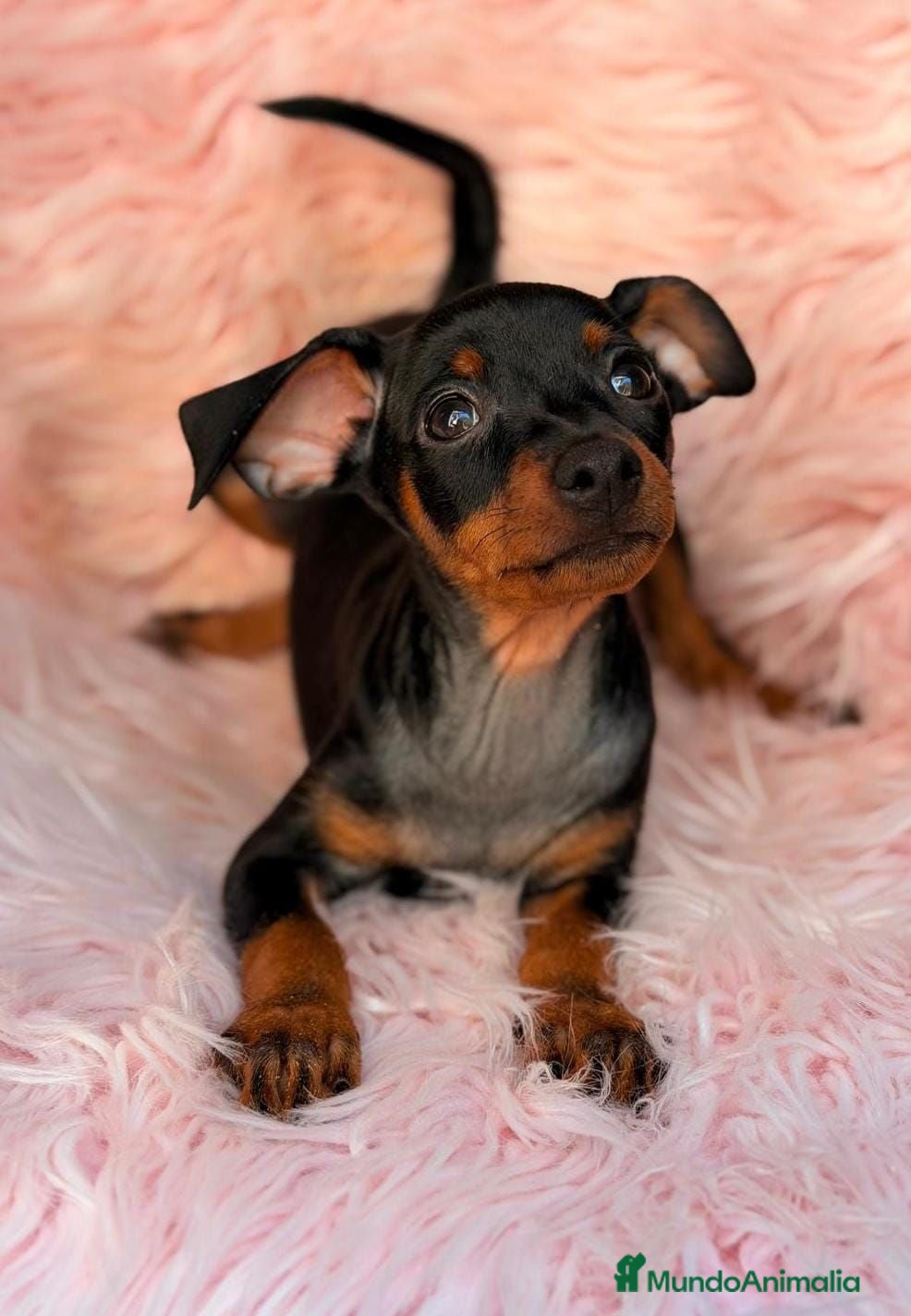 Pinscher Miniatura perros MINI PINCHER NEGRO FUEGO - Anuncio 2