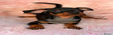 Pinscher Miniatura 4