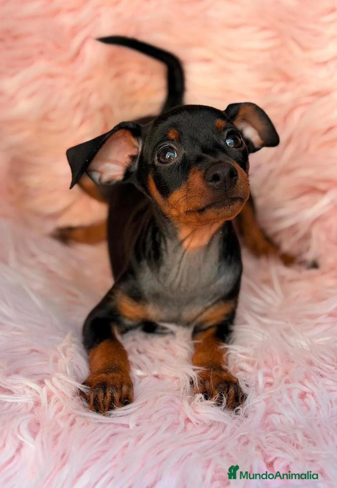 Pinscher Miniatura perros en venta: MINI PINCHER NEGRO FUEGO - Anuncio 1