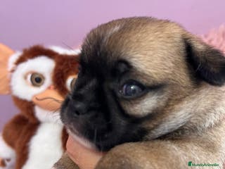 Chihuahua perros Chihuahuas toys en Barcelona - Anuncio 29