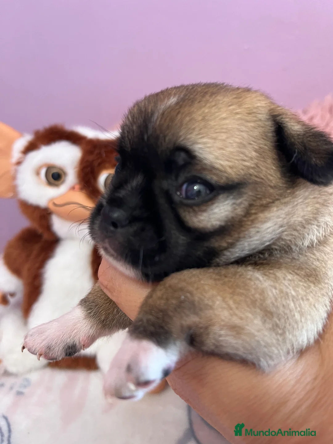 Chihuahua perros en venta: Chihuahuas toys en Barcelona - Anuncio 1