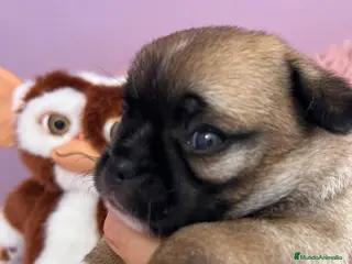 Chihuahua perros Chihuahuas toys en Barcelona - Anuncio 2